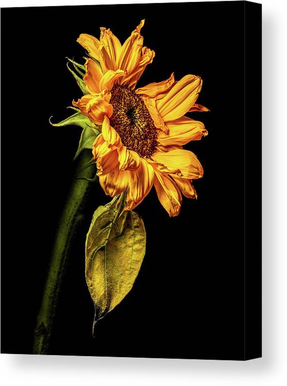 4x5 Format Canvas Print featuring the photograph Wilting Sunflower #5 by Kevin Suttlehan