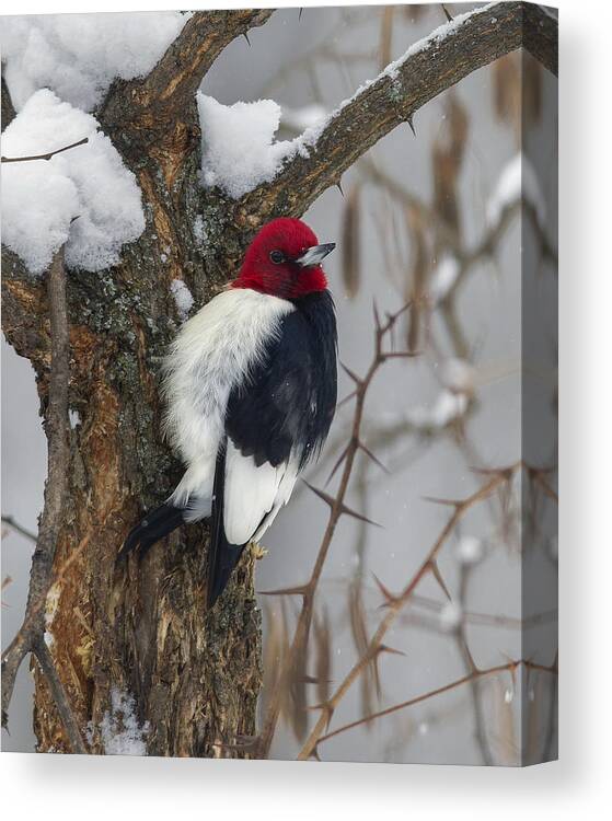 Bird Canvas Print featuring the photograph Winter Day by Timothy McIntyre