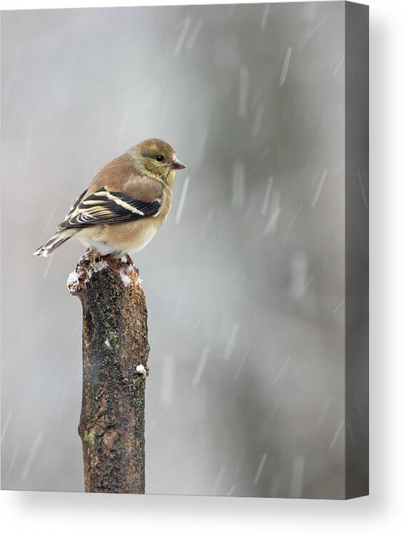 Goldfinch Canvas Print featuring the photograph Winter Gold by Gina Fitzhugh