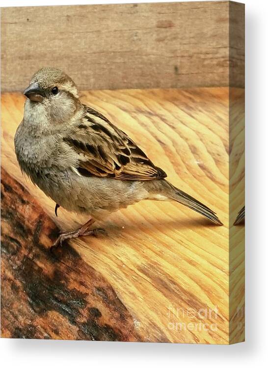 Bird Canvas Print featuring the photograph Wood Sparrow by Tracey Lee Cassin