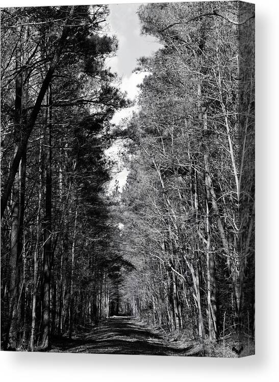 Blackwater Nwr Canvas Print featuring the photograph Woodland lane in Maryland by Charles Floyd