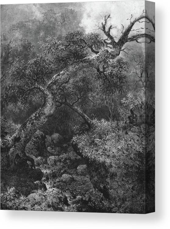 Martin Johnson Heade Canvas Print featuring the drawing Woodland Sketch by Martin Johnson Heade