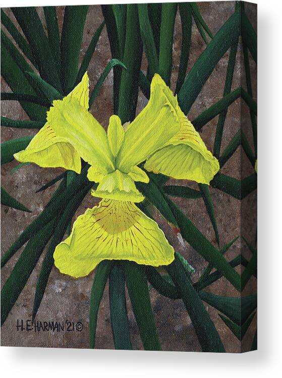Yellow Flag Canvas Print featuring the painting Yellow Flag by Heather E Harman