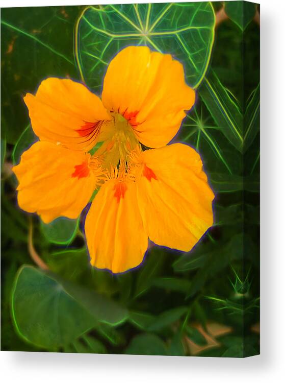 Yellow Flower Canvas Print featuring the photograph Yellow Flower In A Garden by Cordia Murphy