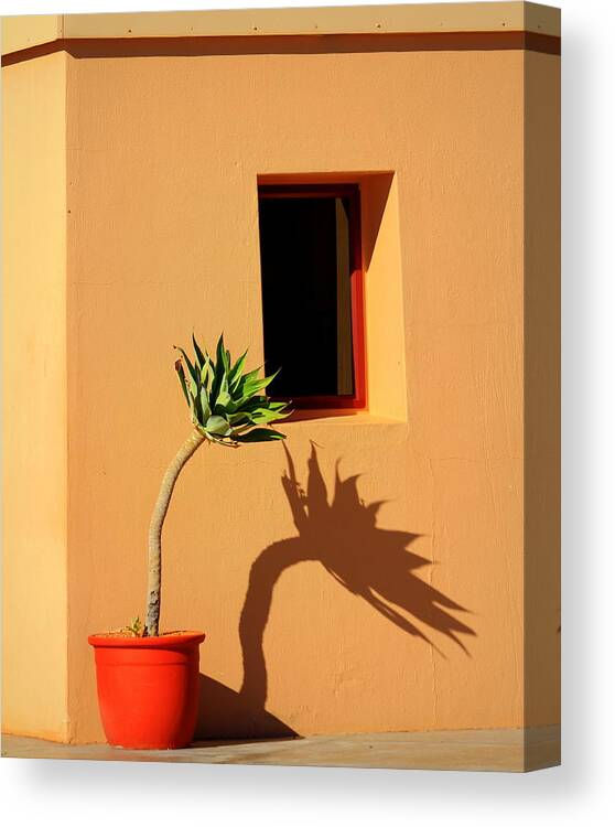 Yucca Canvas Print featuring the photograph Yucca by Gene Taylor