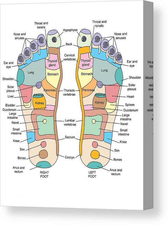 Foot Reflexology Oil Usage Chart