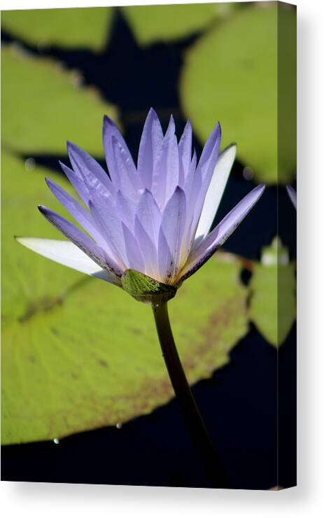 Bright Jacaranda Blue Lotus Flower Canvas Print