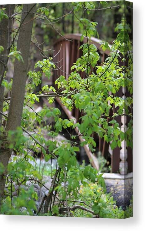 Boxelder Leaves Canvas Print featuring the photograph Spring In The Mountains At American Fork Canyon Utah by Colleen Cornelius