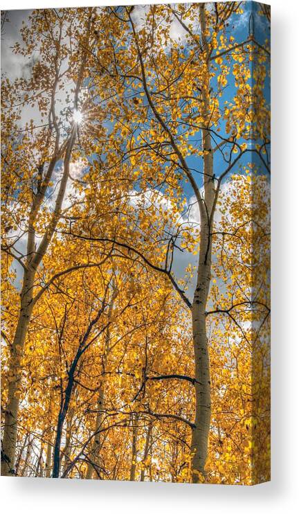 Aspen Trees Canvas Print featuring the photograph Aspens #1 by Tam Ryan