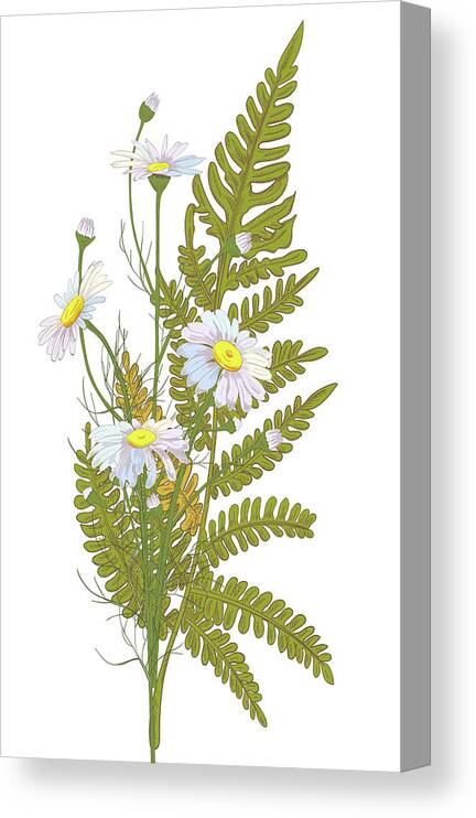 Flowerbed Canvas Print featuring the digital art Set Of Chamomile Daisy Bouquets White #1 by Olga Ivanova
