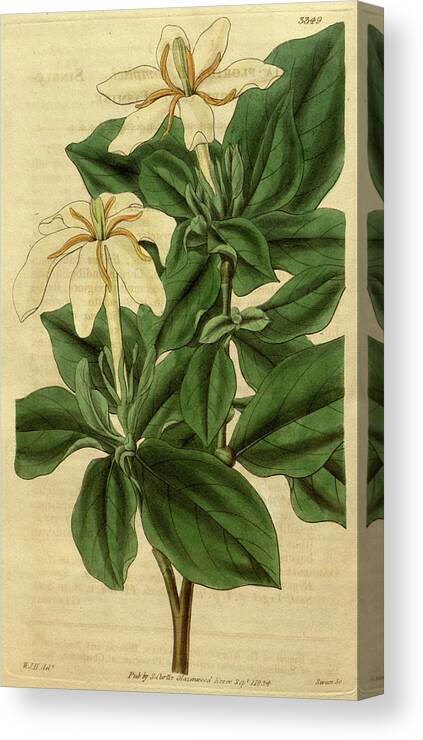 Botanical Canvas Print featuring the drawing Botanical Print By Sir William Jackson Hooker #55 by Quint Lox