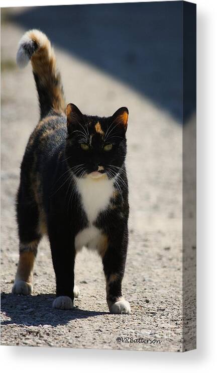 Cat Canvas Print featuring the photograph Barn Cat Stare by Veronica Batterson