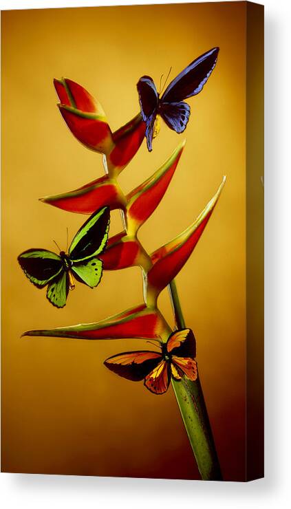Birdwing Butterflies Canvas Print featuring the photograph Birdwing On Heliconia by Kirk Ellison