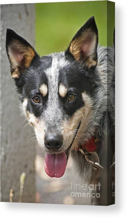 Animal Canvas Print featuring the photograph Blue Heeler Dog by THP Creative