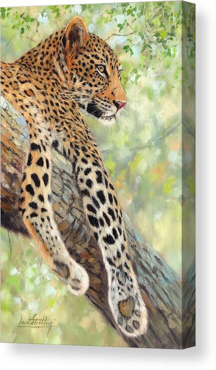 Leopard Canvas Print featuring the painting Leopard in Tree by David Stribbling