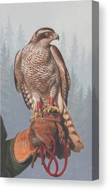 Acrylic Painting Canvas Print featuring the photograph Painting Of Goshawk Perched by Ikon Images