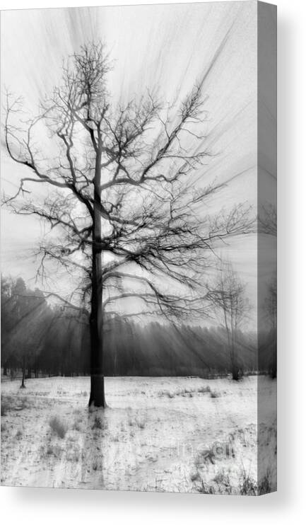 Tree Canvas Print featuring the photograph Single leafless tree in winter forest by Iryna Liveoak