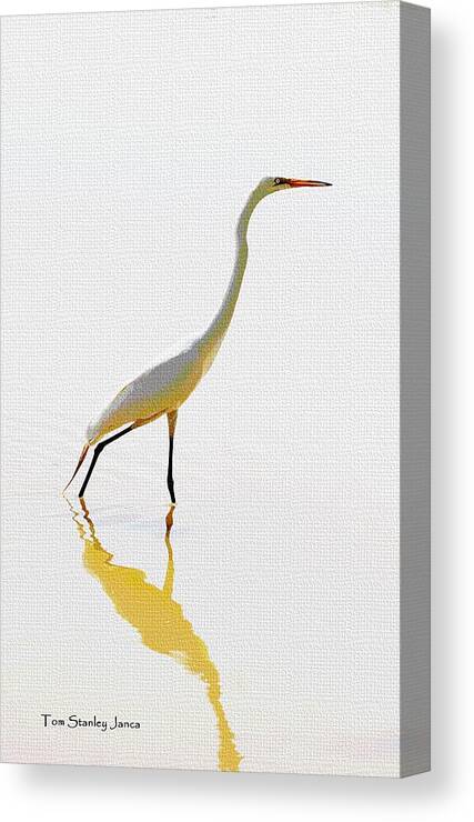 The Greater Egret With Style Canvas Print featuring the photograph The Greater Egret With Style by Tom Janca