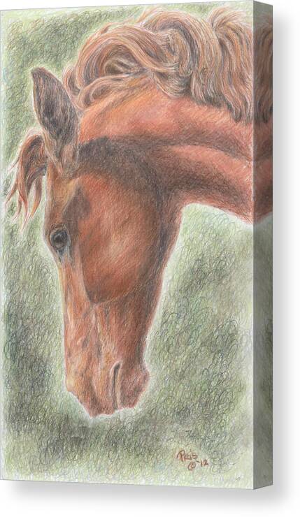 Horse Canvas Print featuring the drawing The Redhead by Pris Hardy
