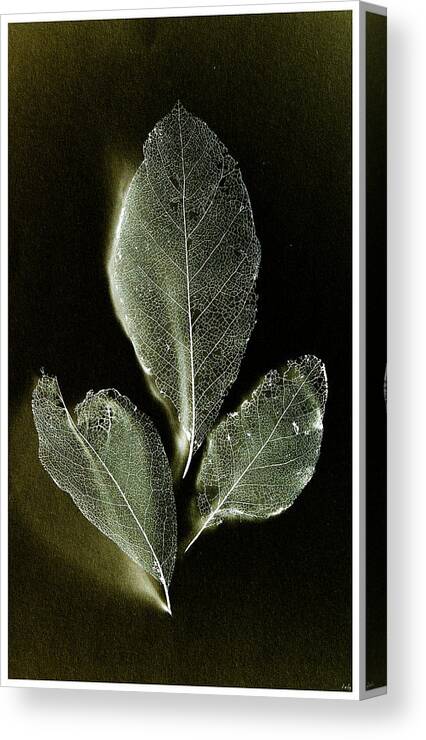 X-ray Leaves Canvas Print featuring the photograph X-ray leaves by Weston Westmoreland