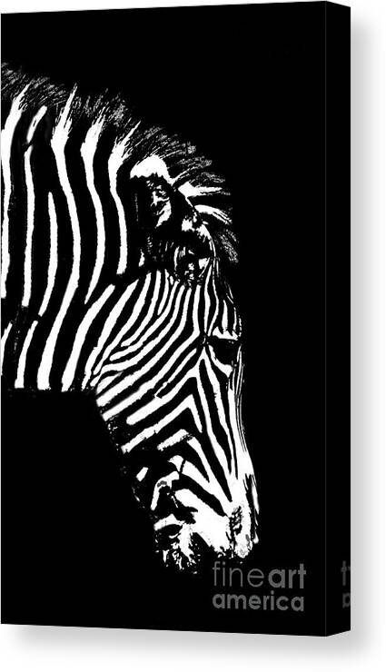 Zebra Canvas Print featuring the photograph Ze Bra by Sheila Laurens