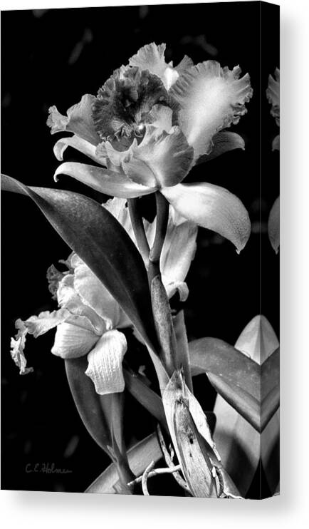 Cattleya Canvas Print featuring the photograph Cattleya - BW by Christopher Holmes