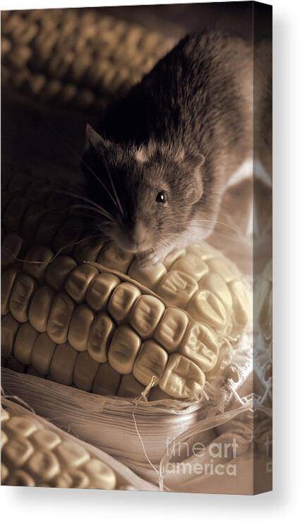 Mammal Canvas Print featuring the photograph Mouse and Field Corn by Janeen Wassink Searles
