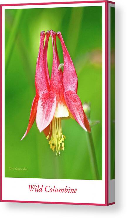 Wildflower Canvas Print featuring the photograph Wild Columbine Flower #2 by A Macarthur Gurmankin