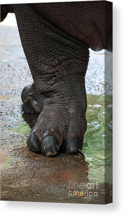Big Foot Canvas Print featuring the photograph Big Foot by Robert Meanor