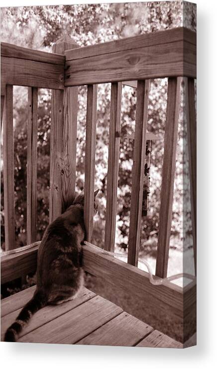 Cat Canvas Print featuring the photograph Cat Watching Birdfeeder by Katherine Huck Fernie Howard