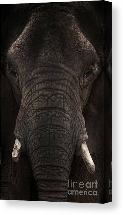 Elephant Canvas Print featuring the photograph Elephant by Lynn Jackson