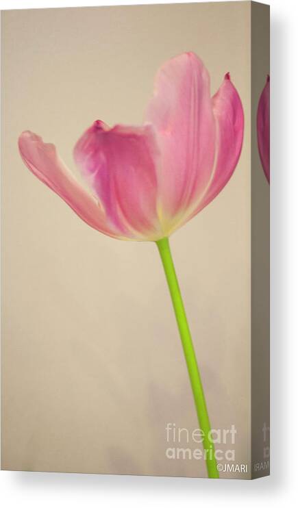 #tulip # Beauty #botanical #floral #photography # Fineart Canvas Print featuring the photograph High Hopes by Jacquelinemari