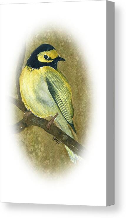 Warblers Canvas Print featuring the painting Hooded Warbler by Elise Boam
