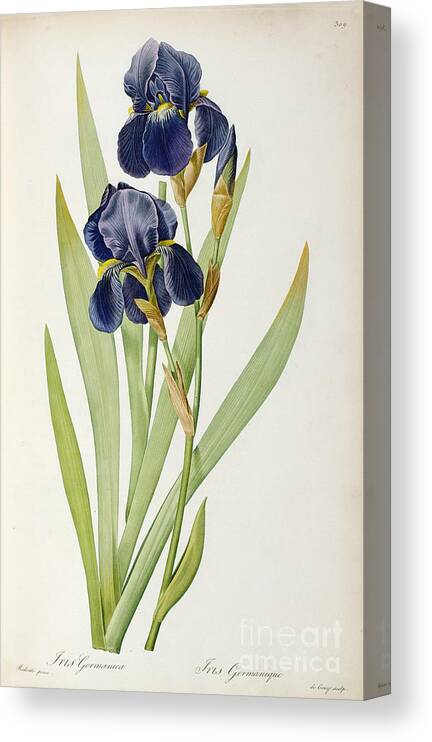 Iris Canvas Print featuring the painting Iris Germanica by Pierre Joseph Redoute