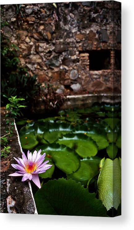 Lily.pond Canvas Print featuring the photograph Lily pond in ruins. USVI by Bill Jonscher