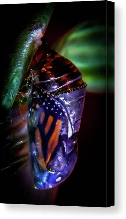 Monarch Butterflies Canvas Print featuring the photograph Magical Monarch by Karen Wiles