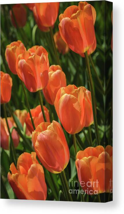 Orange Canvas Print featuring the photograph Orange Tulips by Tamara Becker
