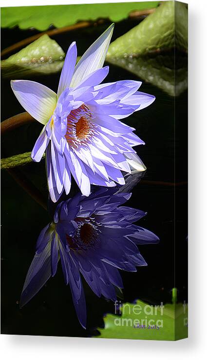 Lily Canvas Print featuring the photograph Peaceful Reflections by Cindy Manero
