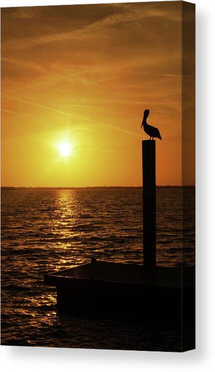 Pelican Canvas Print featuring the photograph Pelican Dream by Stoney Lawrentz