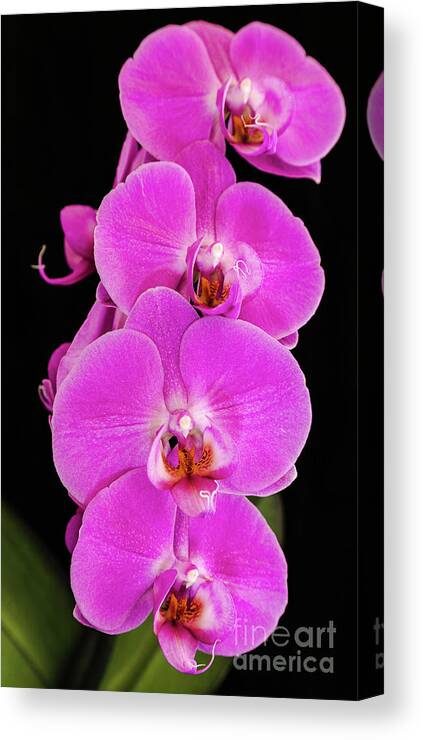 Pink Orchid Canvas Print featuring the photograph Pink orchid against a black background by Andy Myatt