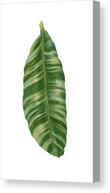 Tropical Canvas Print featuring the painting Rainforest Resort - Tropical Banana Leaf by Audrey Jeanne Roberts