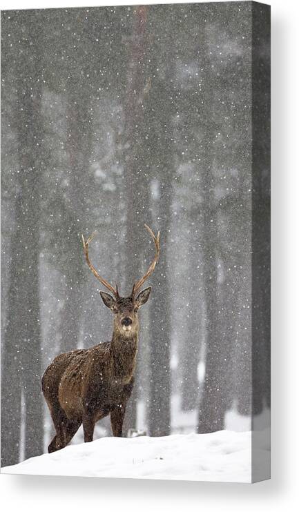 Red Canvas Print featuring the photograph Red Deer In A Blizzard by Pete Walkden