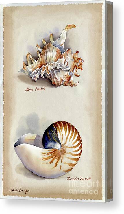 Seashells Canvas Print featuring the photograph Seashells Murex and Nautilus by Maria Rabinky
