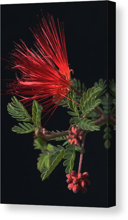 Fairy Duster Canvas Print featuring the photograph Showy Fairy Duster by Tammy Pool