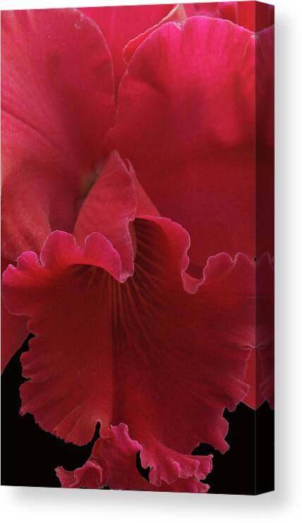 Orchid Canvas Print featuring the photograph Tender Orchid by Anthony Jones