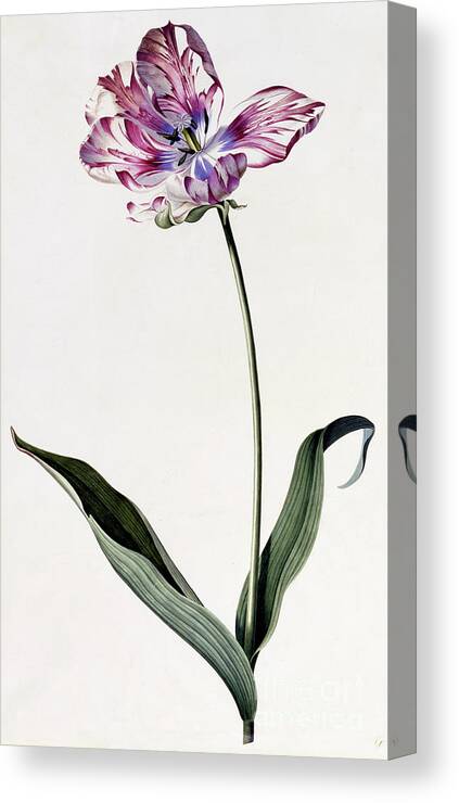 Ehret Canvas Print featuring the painting Tulip by Georg Dionysius Ehret