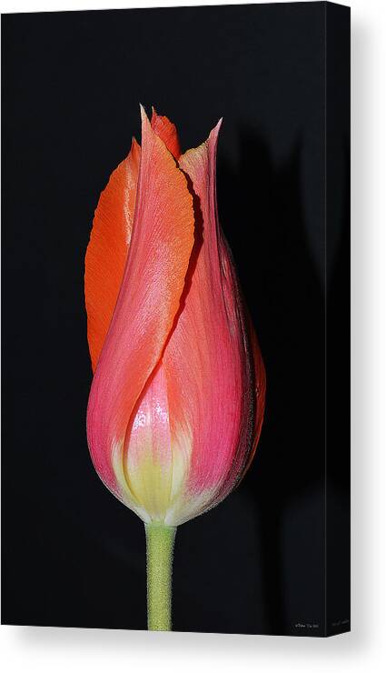 Tulips Canvas Print featuring the photograph Tulip model nr. 1 by Felicia Tica