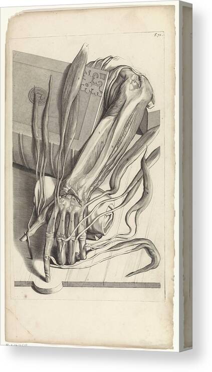 Anatomy Canvas Print featuring the painting Anatomical study of the tendons and bones of the left hand, Pieter van Gunst, after Gerard de Laires by Gerard de Lairesse