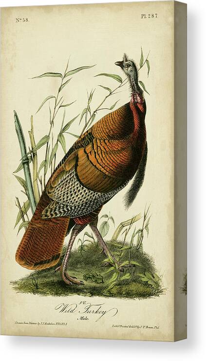 Animals & Nature Canvas Print featuring the painting Audubon Wild Turkey by John James Audubon