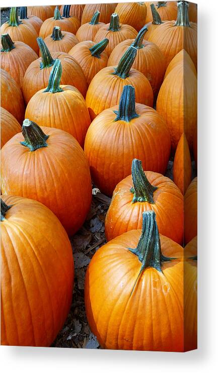 Pumpkin Canvas Print featuring the photograph Plenty of Pumpkins by Ally White